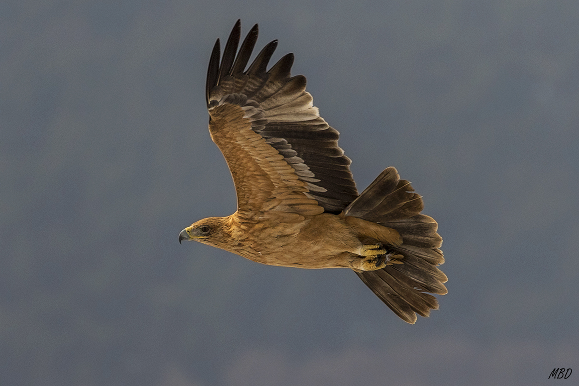 Sorpresa, de repente vuela a nuestro alrededor