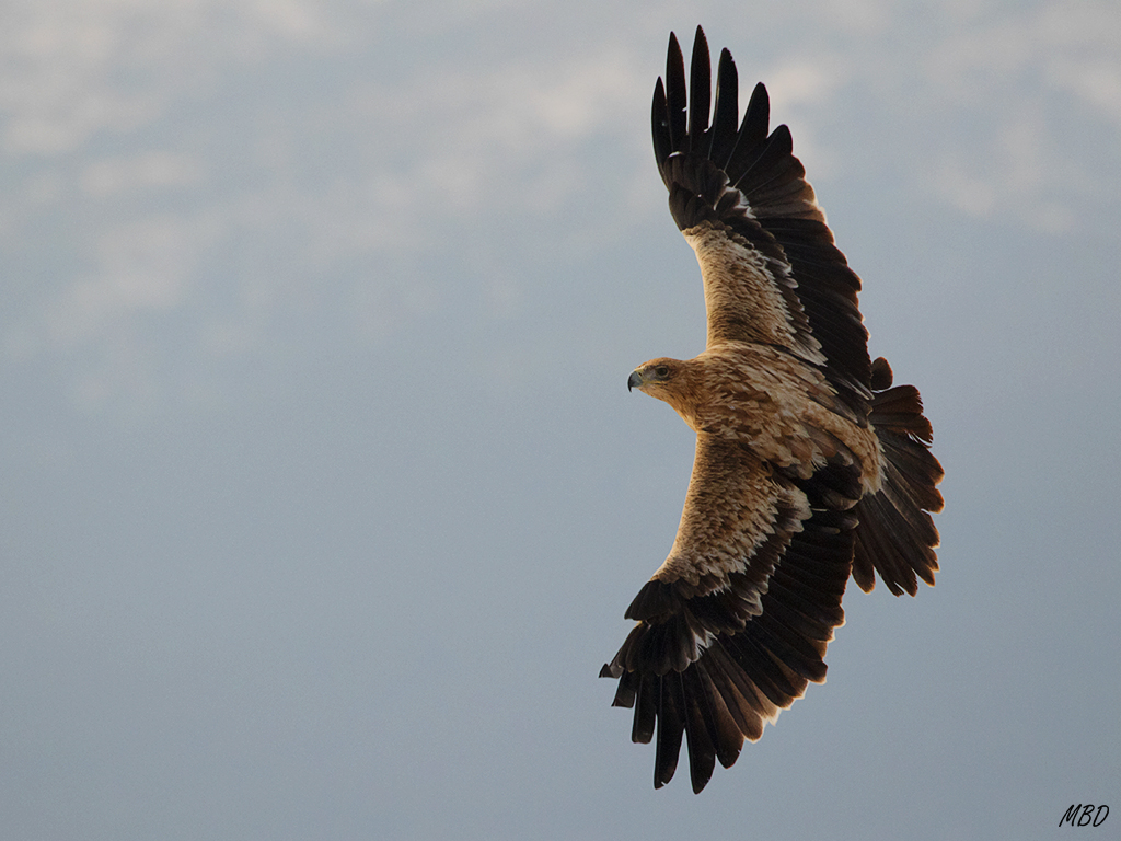 Oportunidad de captar su vuelo majestuoso