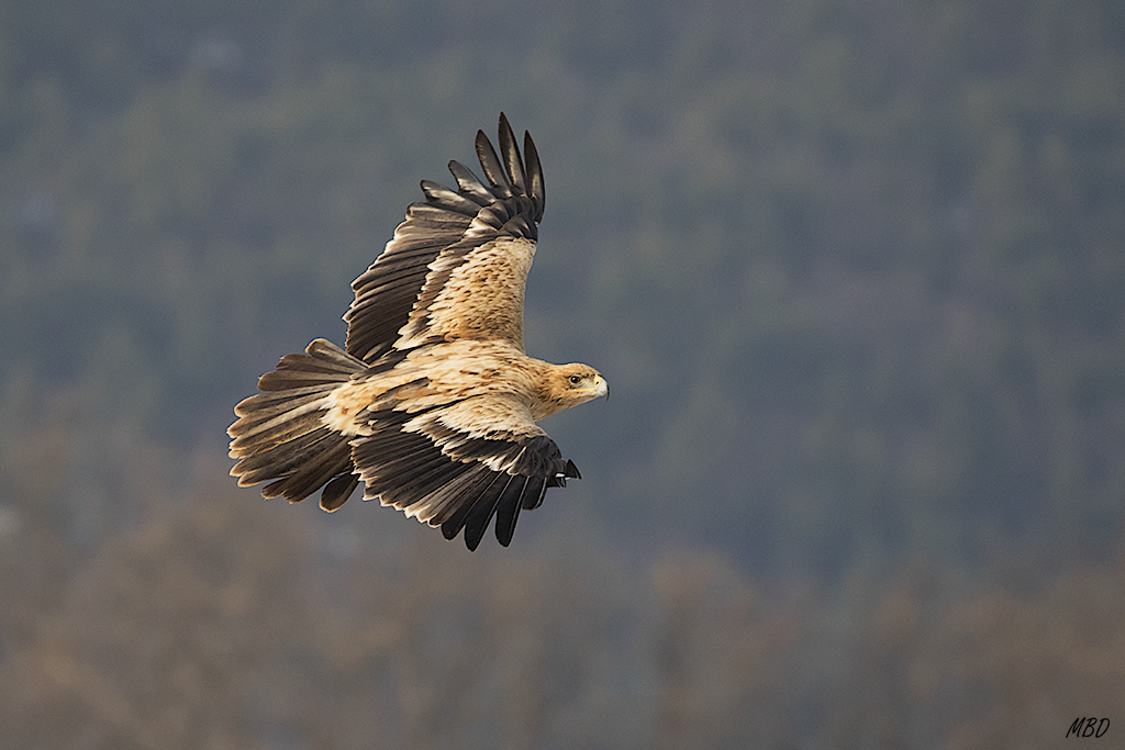 Entrará al muladar?
