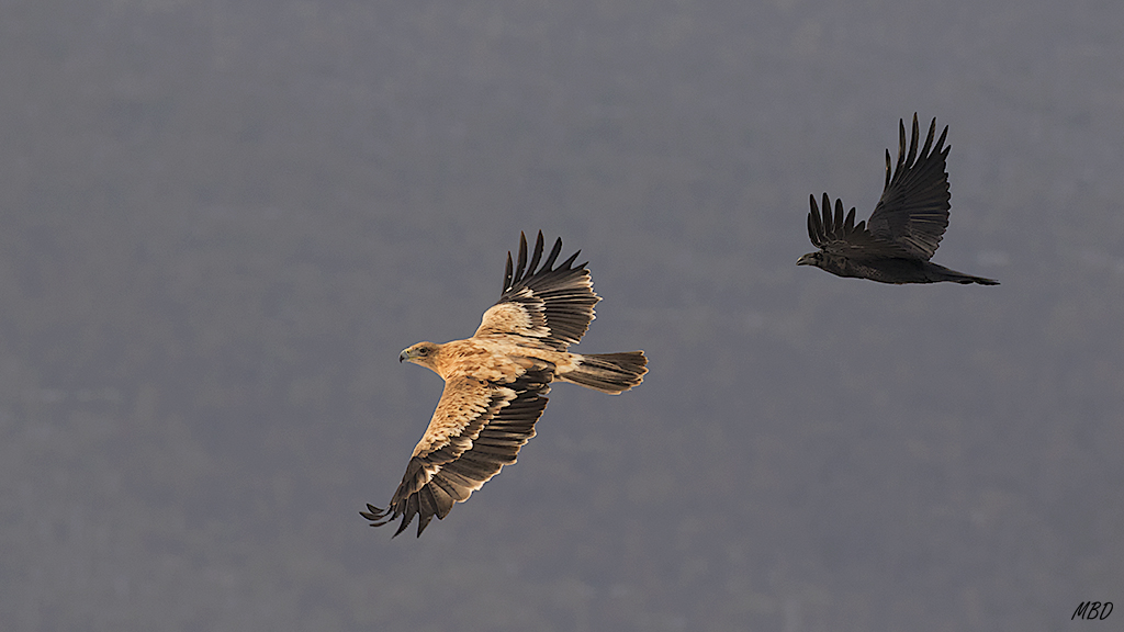 No admiten competencia