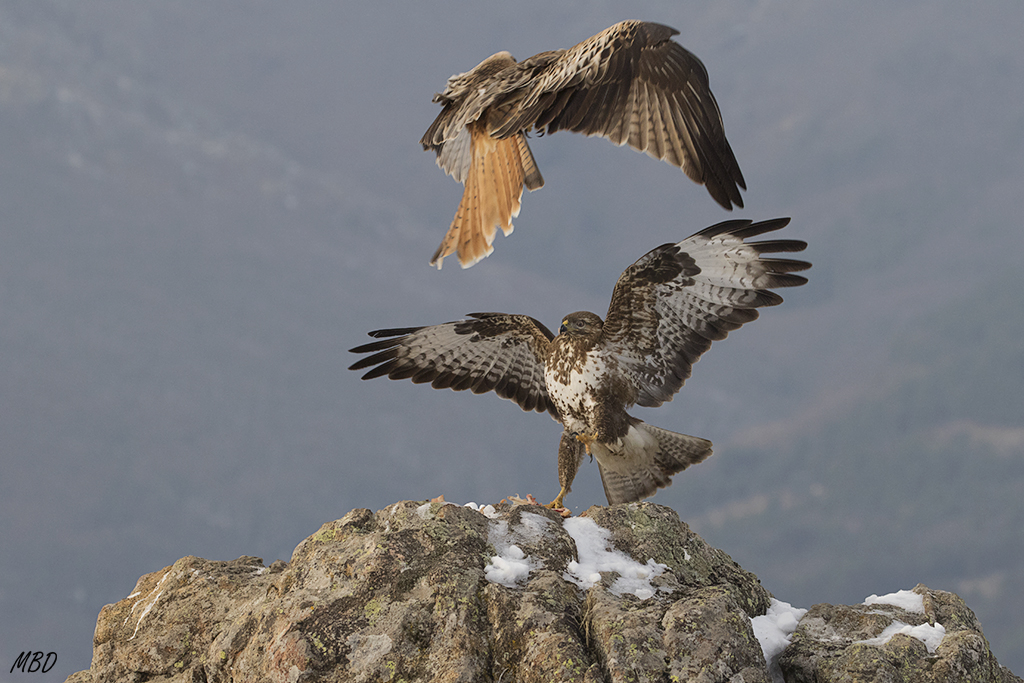 El ratonero tiene carácter