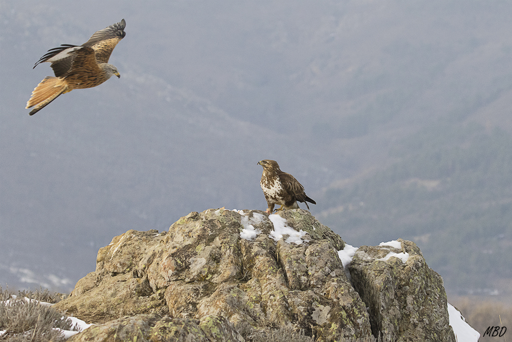 No se deja amedrentar