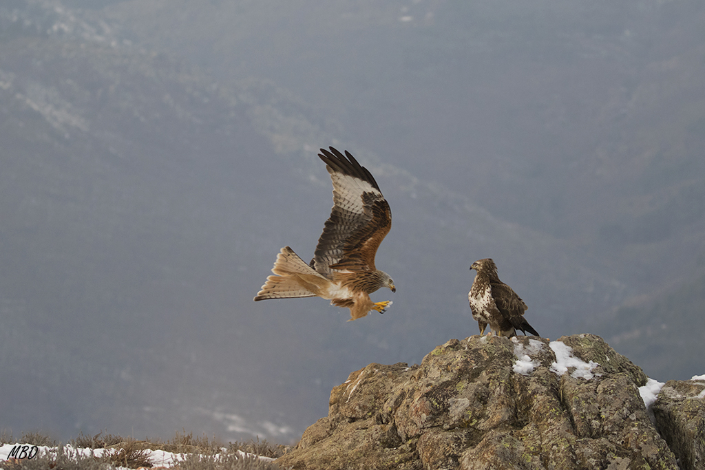 Defiende su atalaya y el cebo
