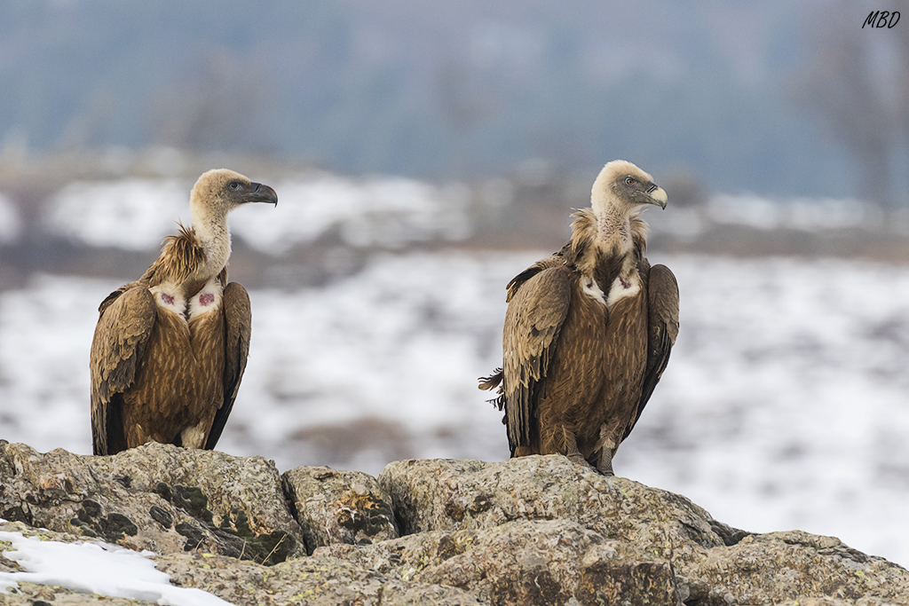 Se presentan a última hora