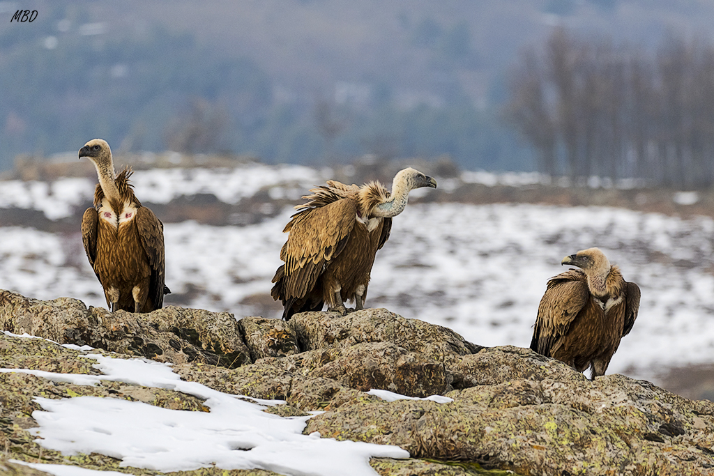 Se presentan a última hora
