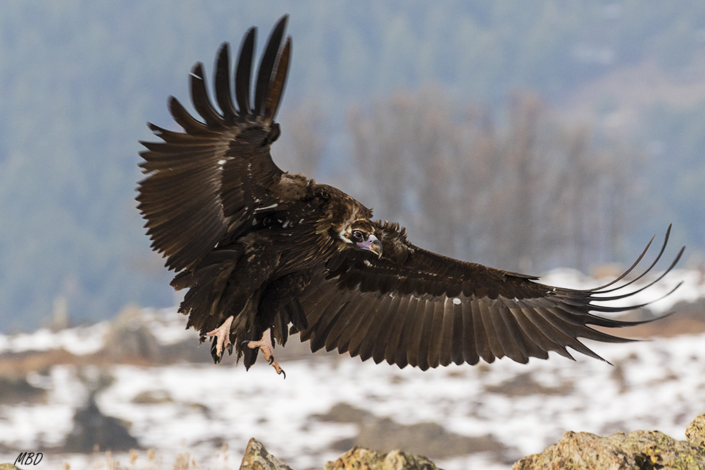 Espectacular llegada