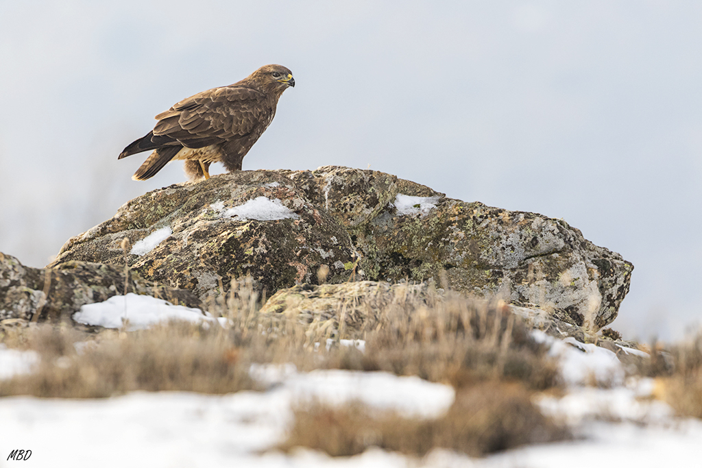 Mientras haya comida, ahí sigue
