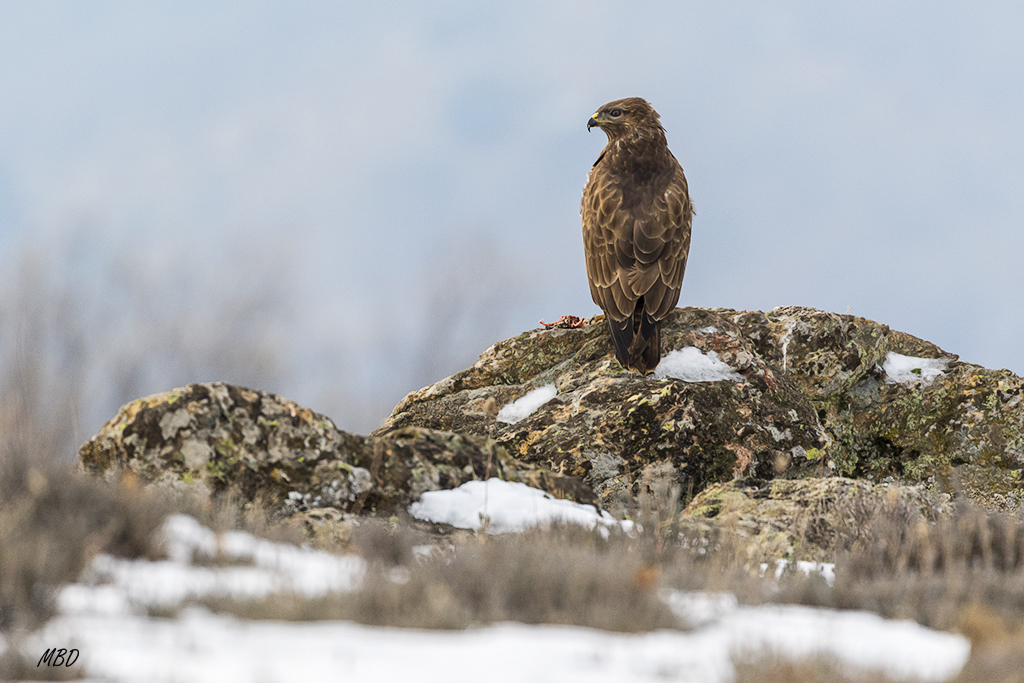 Se señorea tranquilo