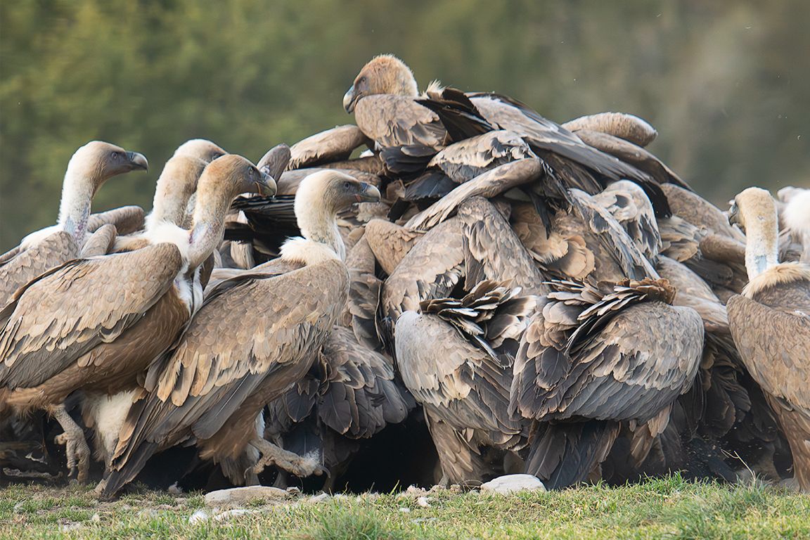 La montonera de buitres se forma