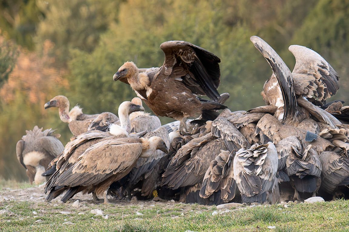 La montonera de buitres se forma