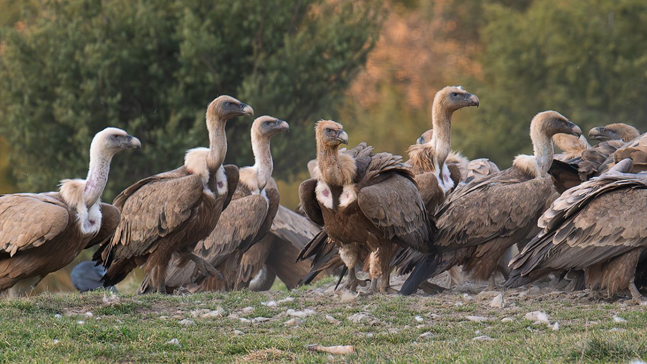 La montonera de buitres se forma