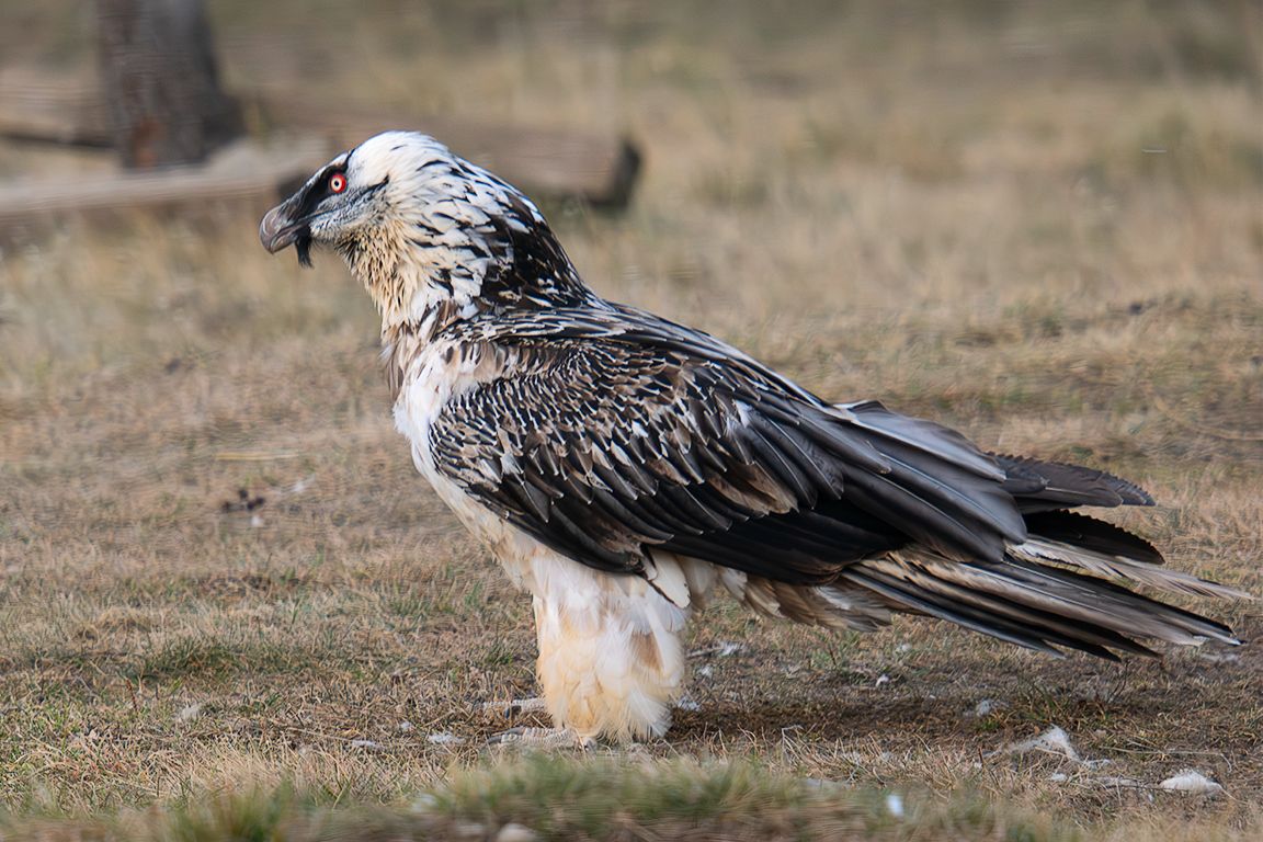 También los quebrantas acuden a la cita