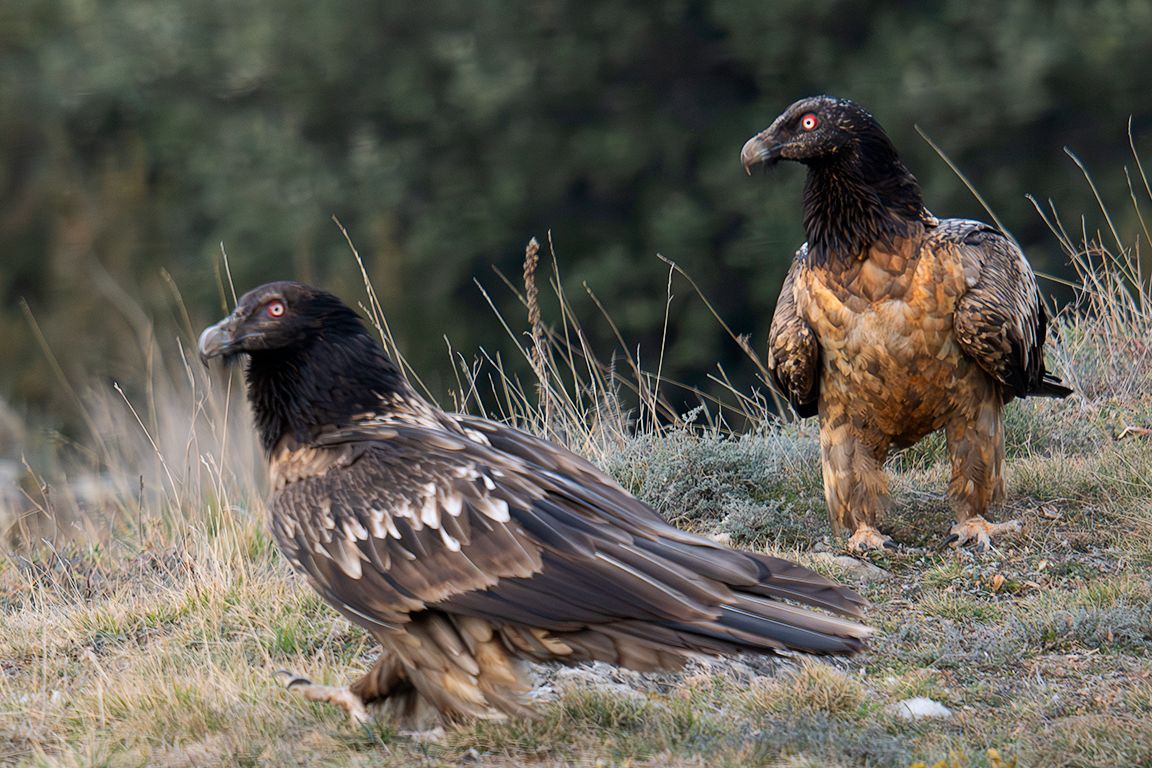 Quebrantahuesos de todas las edades