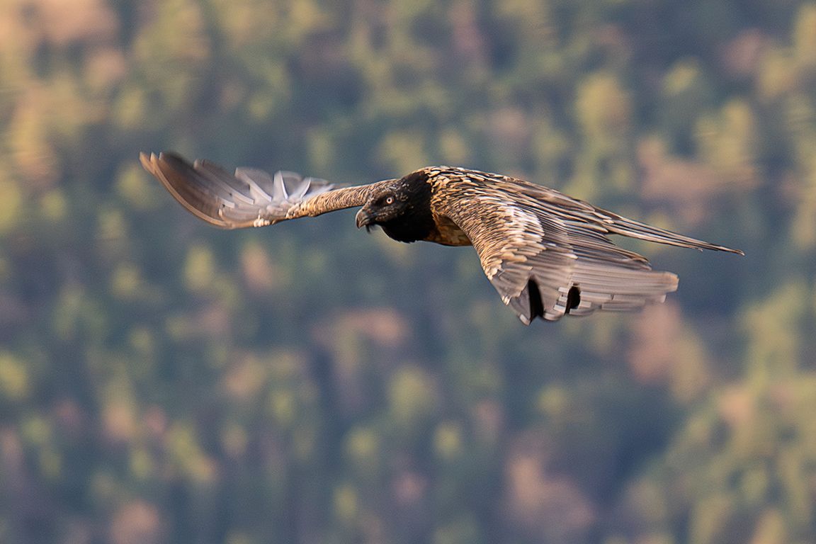 Quebrantahuesos juvenil