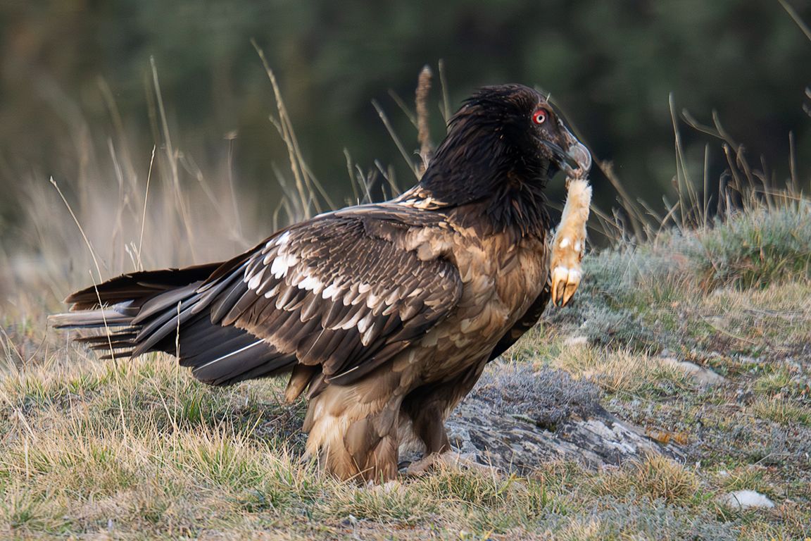 Juvenil pero hambriento