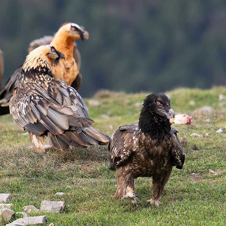 Quebranta juvenil y adultos