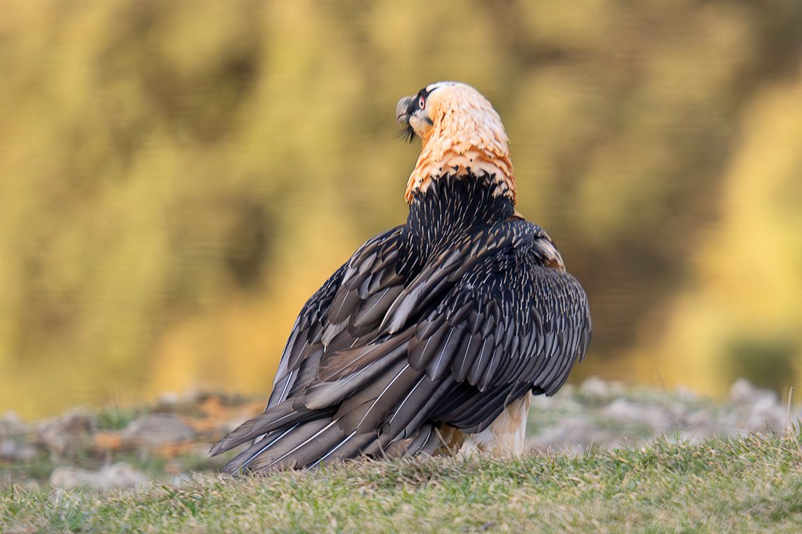 Los adultos son espectaculares