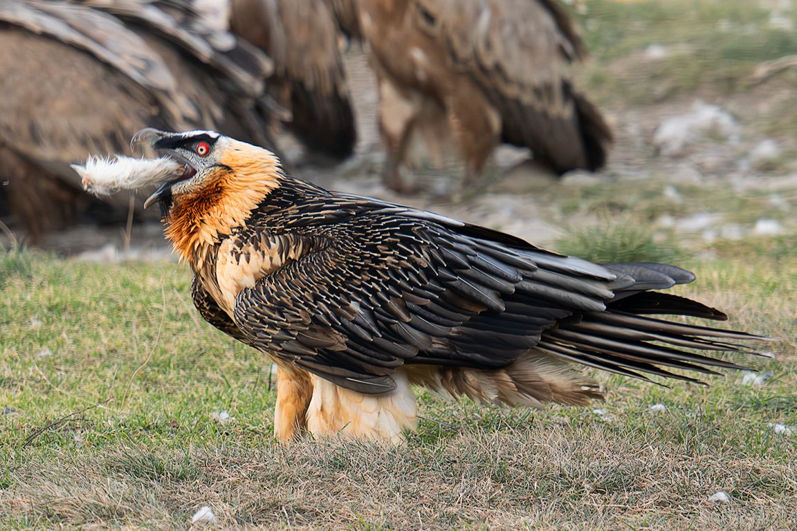 Y tienen mucha hambre