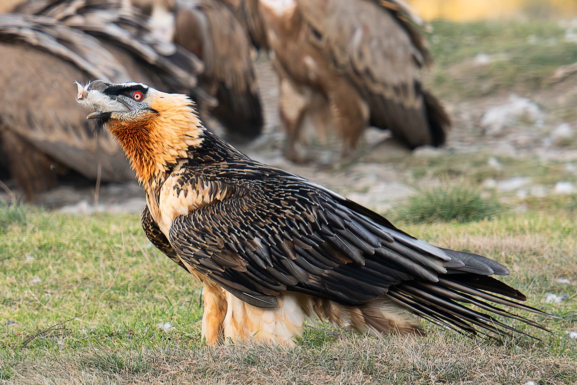 Auténticos tragasables