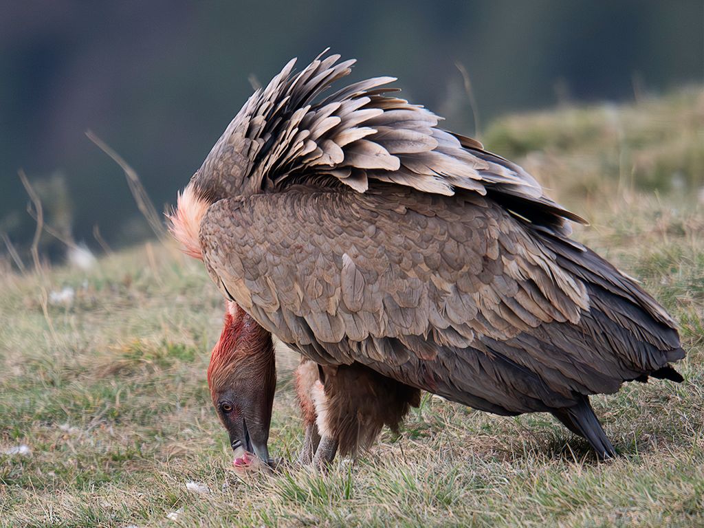 Los leonados acaban tiznados de sangre