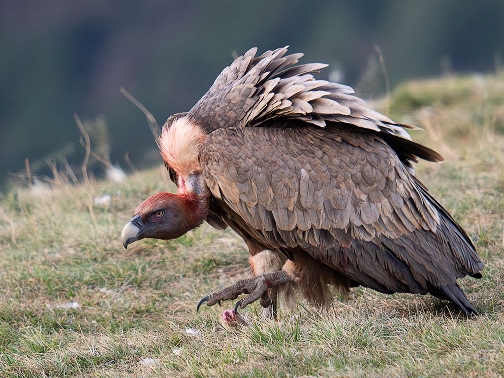 Los leonados acaban tiznados de sangre