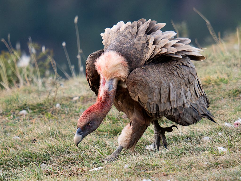 Los leonados acaban tiznados de sangre