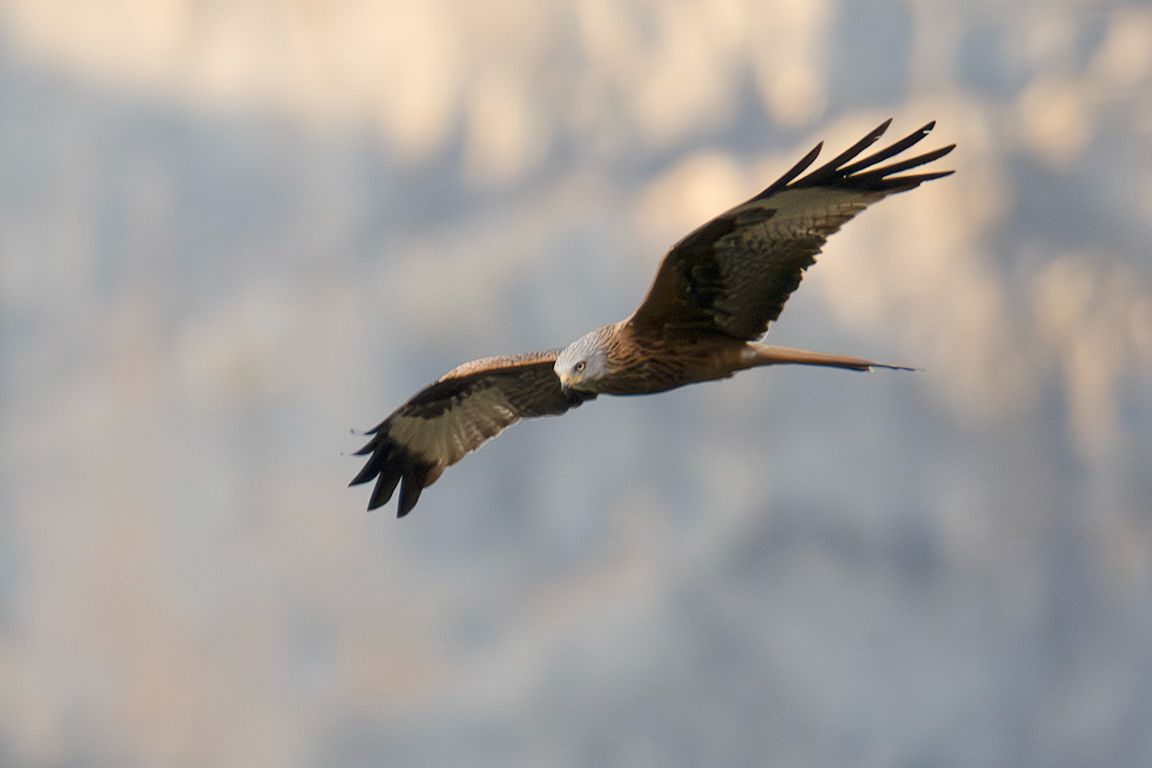 El milano real también se acerca