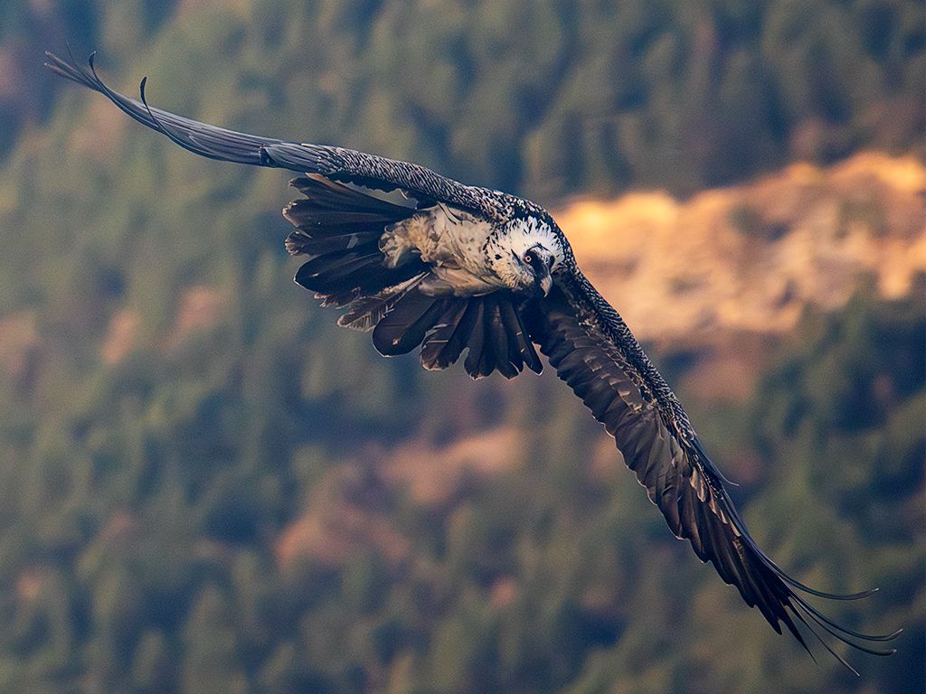 Quebrantahuesos subadulto