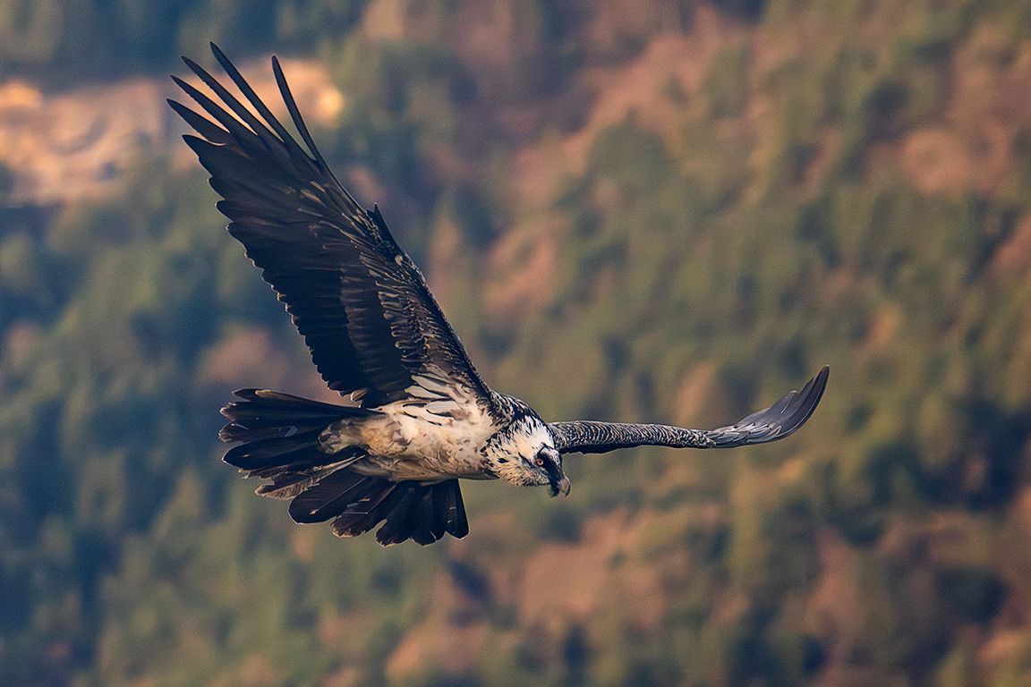 Quebrantahuesos subadulto