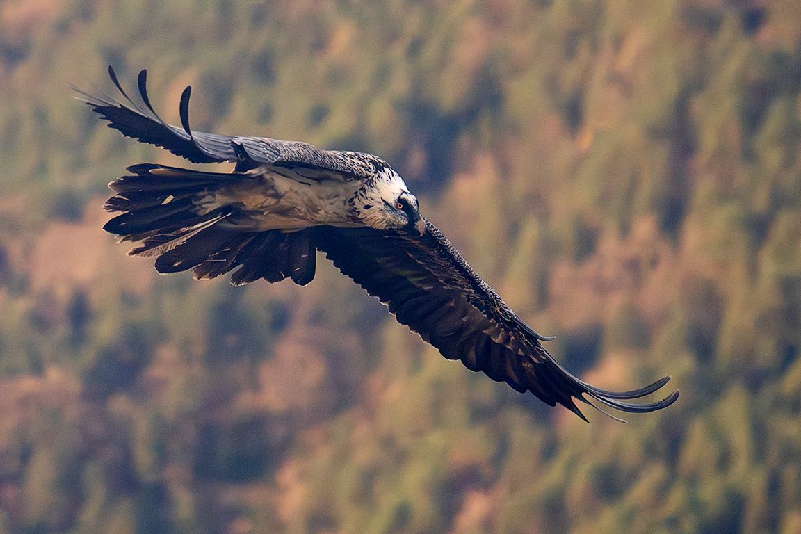 Quebrantahuesos subadulto