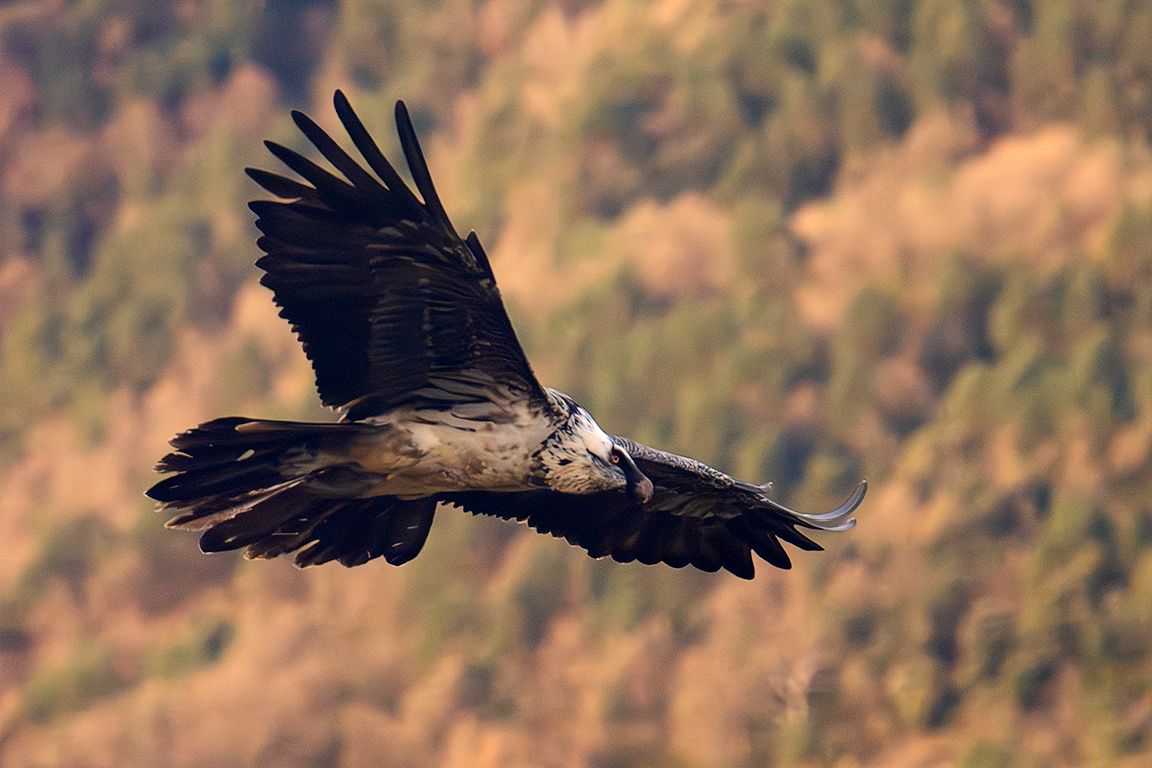 Quebrantahuesos subadulto