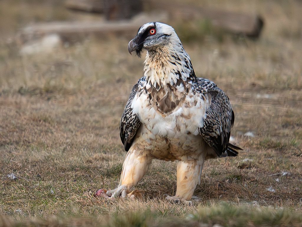 Algunos tienen el plumaje claro