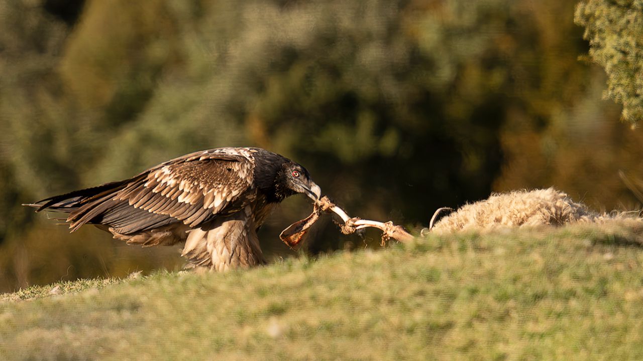 Mucha oveja para un solo quebranta