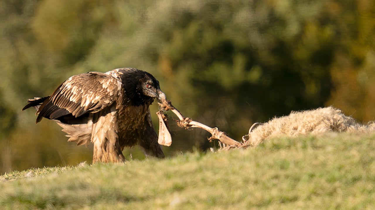 Mucha oveja para un solo quebranta