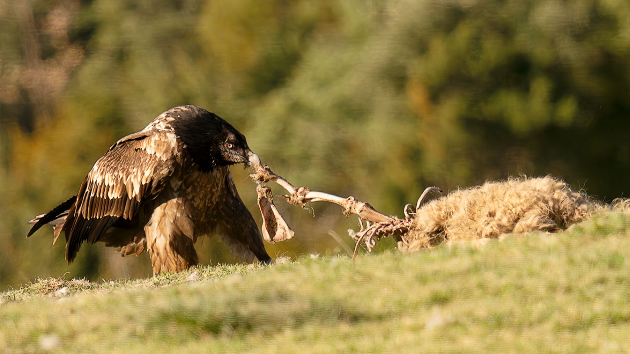 Mucha oveja para un solo quebranta