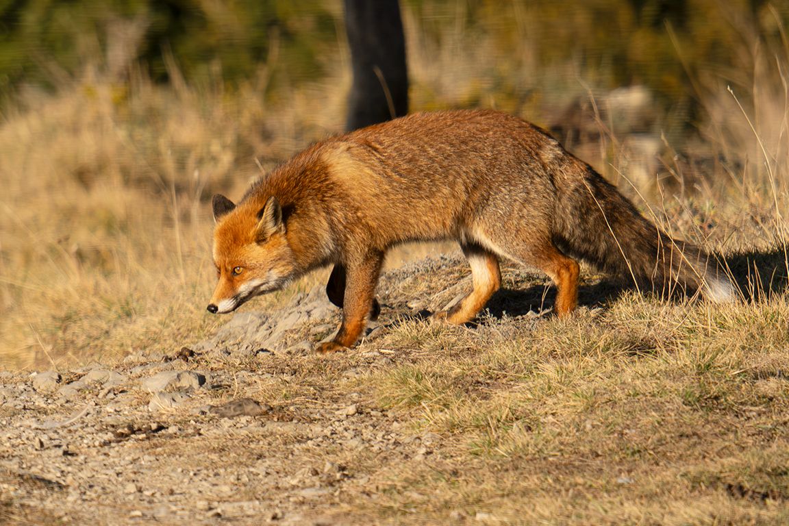 También el zorro viene a por su parte