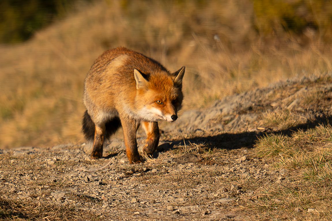 También el zorro viene a por su parte