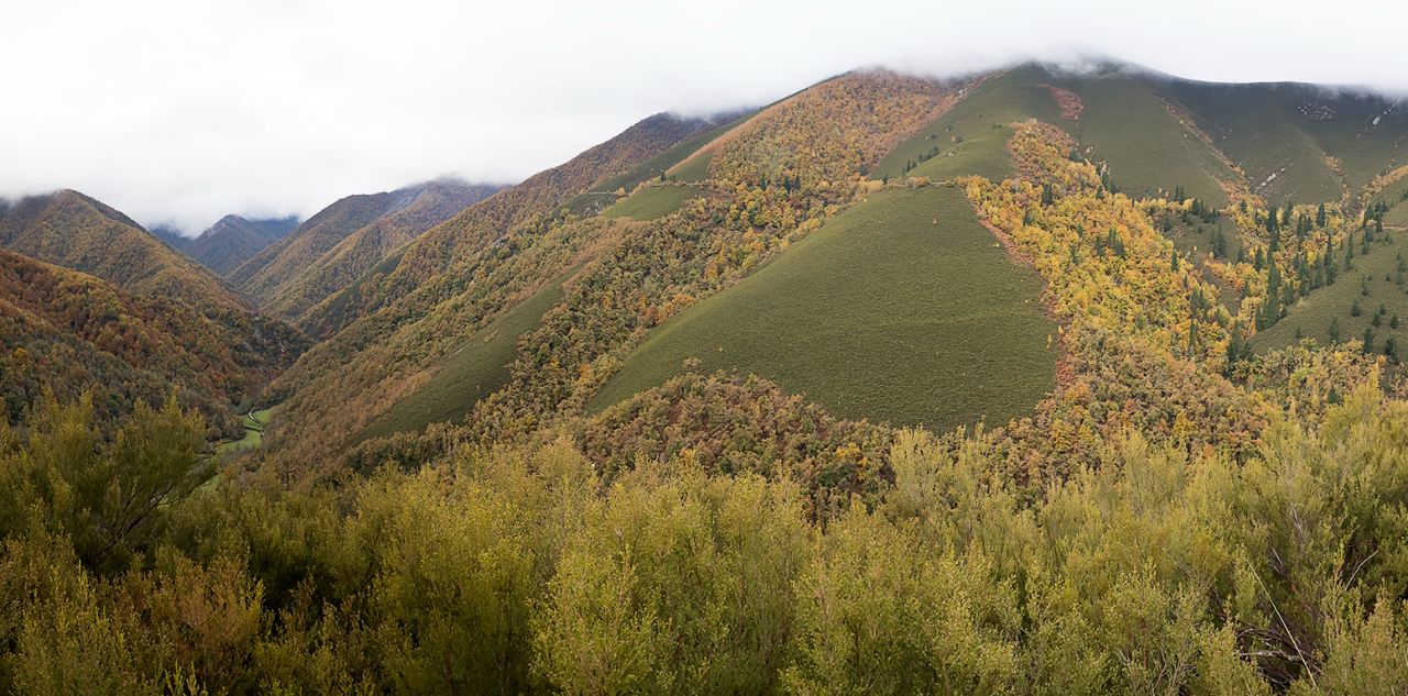 Un robledal vestido de otoño