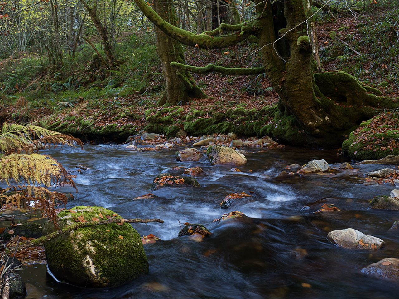 Ríos llenos de vida