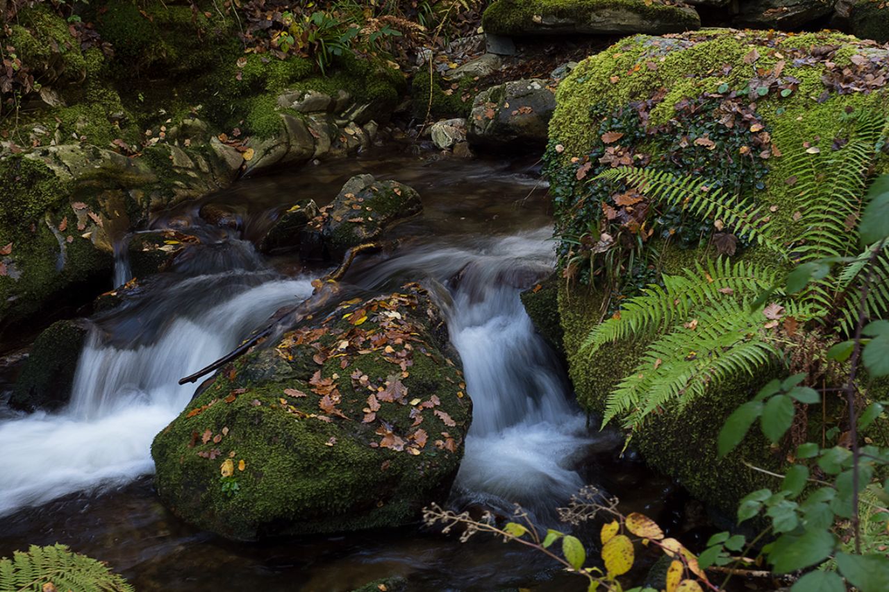 También con sabor a otoño