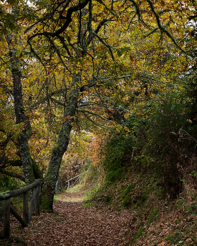 Senderos de Muniellos