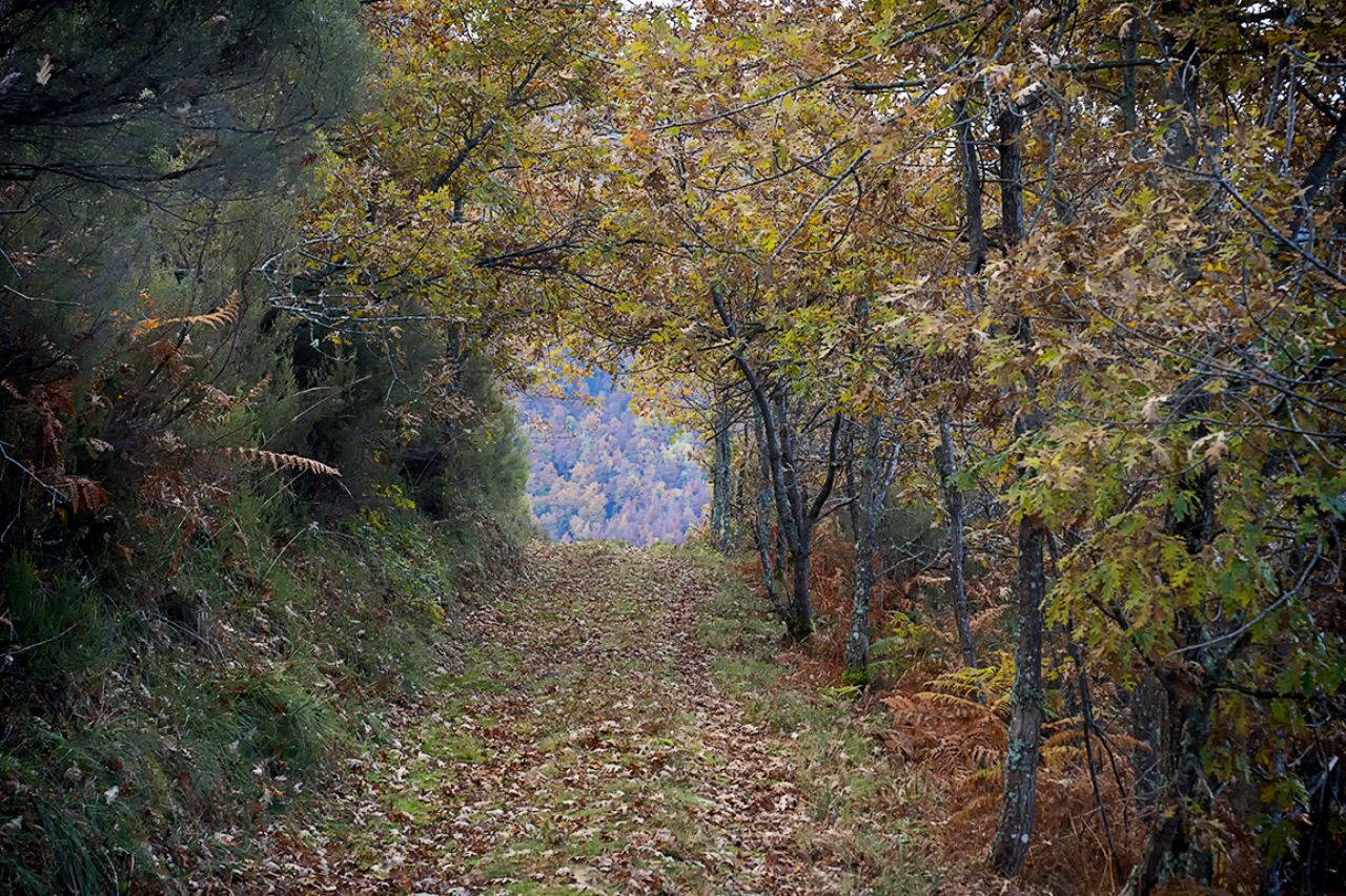 Montes vestidos de roble
