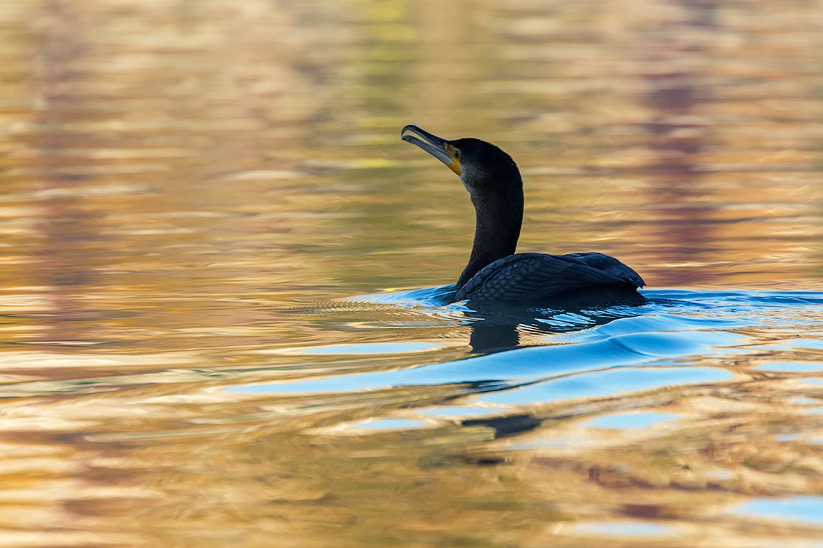 Cormorán