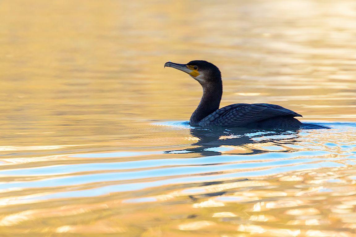 Cormorán
