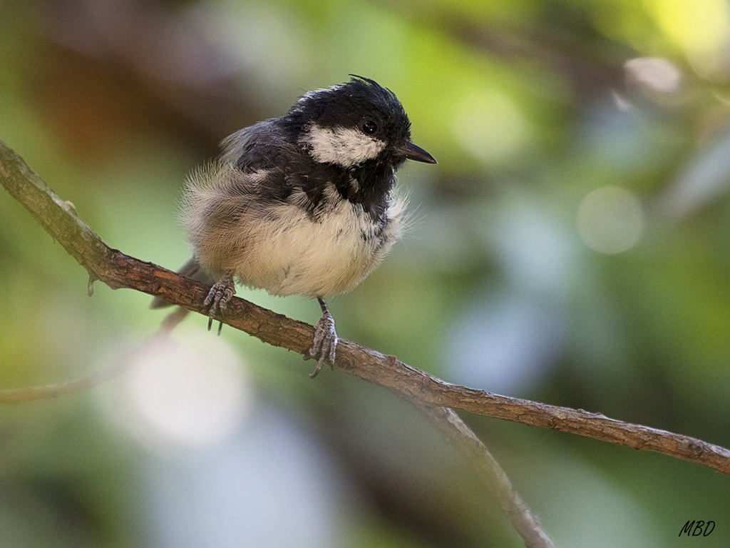 Mi jardín, ago2016. Les encanta el madroño!
