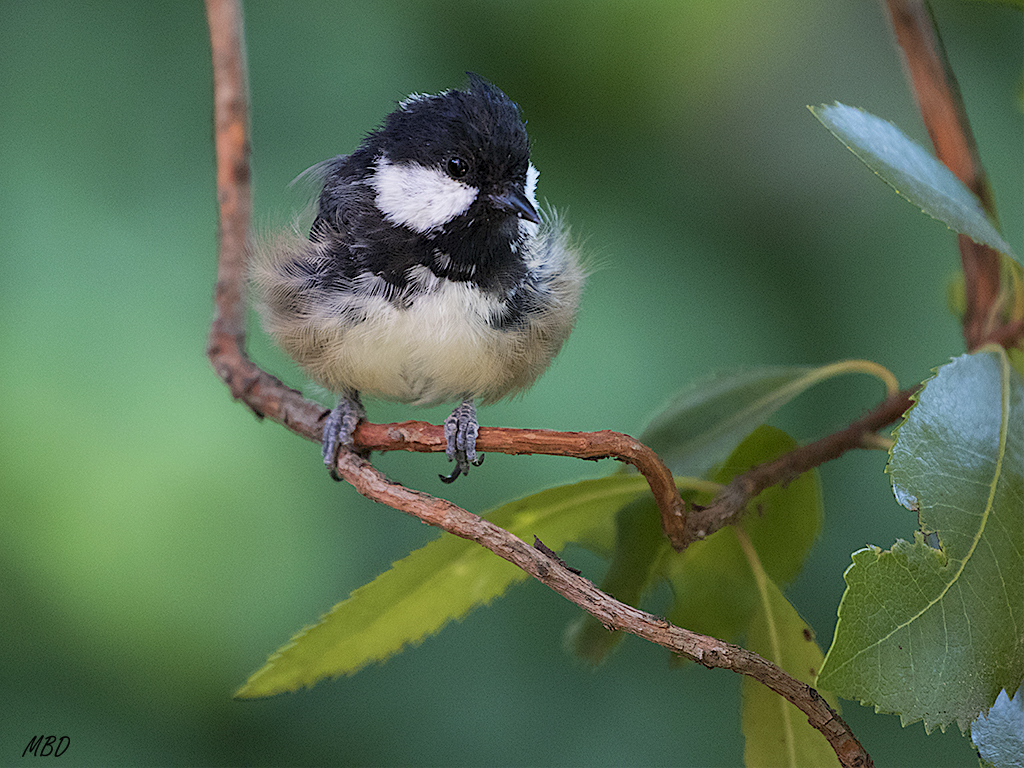 Mi jardín, ago2016. Vienen todas las tardes