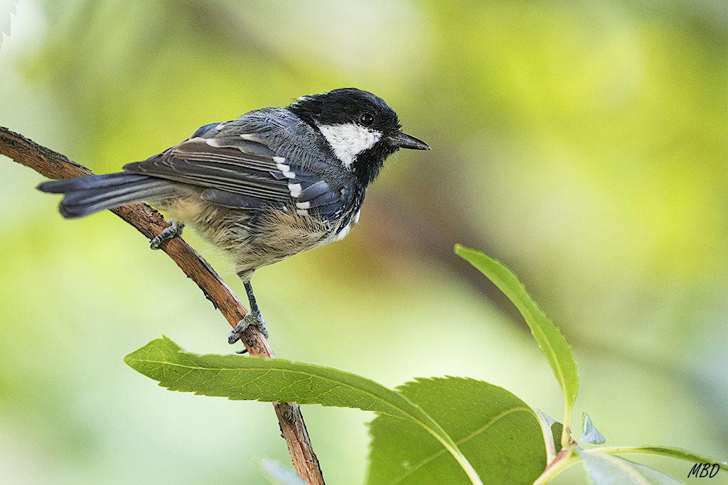 Mi jardín, ago2016. Desde mi hide-terraza