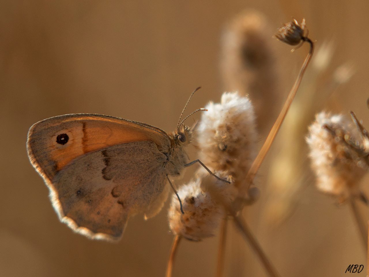 Coenonympha pamphilus
