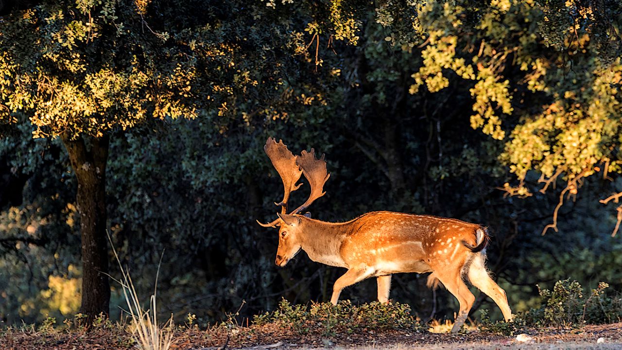 Encinar del Soto de Viñuelas