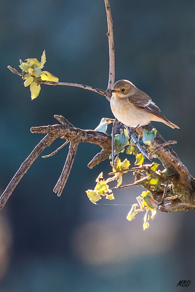 Papamoscas cerrojillo